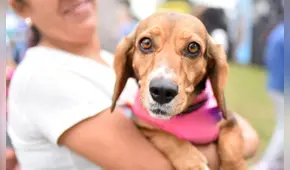 Perrotón 2025 en Circuito Mágico del Agua: feria de adopción más grande del Perú vuelve el 25 de mayo con atención veterinaria gratuita