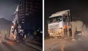 Elefante llora la muerte de su cría y permanece horas junto al camión que la atropelló