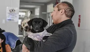 Campaña veterinaria gratuita en Lima: conoce en qué distritos, fechas y especialidades este 2025