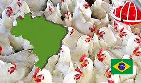 Perú suspende importación de productos avícolas de Brasil por riesgo de Influenza Aviar