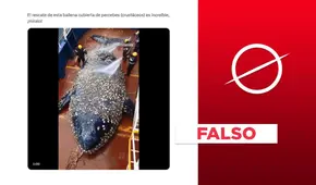 Video del rescate de una ballena gigante cubierta de crustáceos no es real