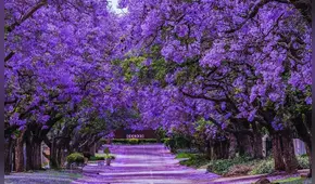 El árbol más hermoso del mundo destaca por sus hojas violetas y está presente en más de un país de Sudamérica