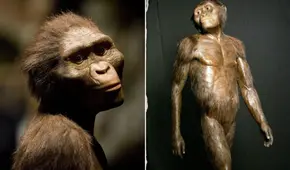 ¿Quién fue Lucy y por qué es considerada como el fósil que ha cambiado la teoría de la evolución humana?