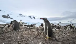 La Antártida tiene un salvador: el guano de los pingüinos salvarían al continente conservándolo fresco