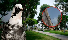 Por alimentar palomas, adulta mayor recibe multa de más de S/2.500 en Surquillo