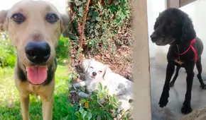 Cataleya, Sultana y Laika buscan hogar: perritas sufren brutal agresión y piden ayuda para manutención en Ate