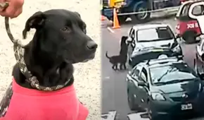 Mujer abandona a perrita y su cría en plena pista en San Miguel: cámaras captan el cruel acto