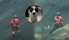 Bombero salva la vida de 'Goliath': perrito había quedado atrapado en acantilado de Costa Verde