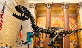 Museos Gratis en Nueva York: conoce los centros culturales que podrás visitar sin costo este verano de 2025