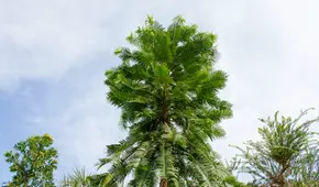 El árbol que ha sobrevivido 200 millones de años desde el periodo Jurásico y ahora es el más protegido del mundo