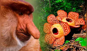 Esta isla le pertenece a 3 países distintos, alberga a la flor más grande del mundo y es la tercera con mayor extensión en la Tierra