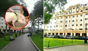 Botan a chanchito de parque en Miraflores: dueña denuncia que Betopocho fue discriminado por "ser un peligro"