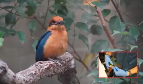 La ciencia celebra el regreso de una especie de ave que se creía extinta: volvió a reproducirse después de 40 años