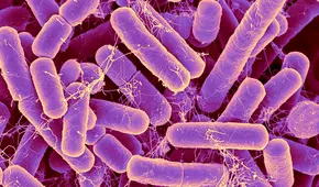 Un nuevo estudio revela que el consumir leche mejora el ecosistema intestinal y el queso alteraría su equilibrio