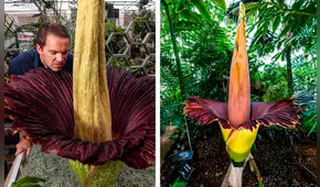 Sabias que la flor más grande del mundo tiene olor a carne podrida, puede alcanzar los 3 metros de altura y pesar 11 kilogramos