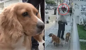 Hombre abandona a sus dos perritos en veterinaria de San Miguel: los llevó a bañar y no regresó