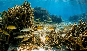 CAF invertirá US$2.500 millones para preservar océanos en América Latina y el Caribe
