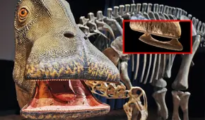 El 'Nigersaurus', el asombroso dinosaurio que tenía 500 dientes afilados como cuchillas y los remplazaba cada 14 días