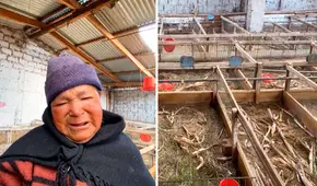 Adulta mayor rompe en llanto al ver que delincuentes le robaron sus 500 cuyes en Huancayo