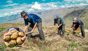 La importancia de la papa peruana como pilar cultural y agrícola frente al cambio climático