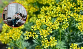 El poderoso ritual con hojas de ruda que transforma tu casa en un espacio limpio y protegido