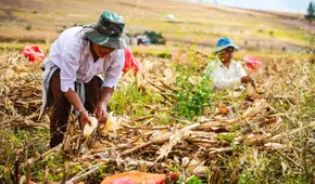 Poemas por el Día del Campesino para niños: poesías fáciles para recitar en el colegio