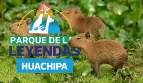 Parque de las leyendas regalará entradas este 22 de junio a niños disfrazados de capibara en su festival familiar