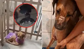 Mujer ofrece refugio privado para animales en Comas, pero es captada agrediéndolos: exigen rescate de mascotas