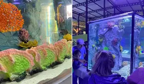 ¿Conoces el acuario más grande de Lima? Así luce el parque temático con más de 2.000 especies marinas