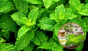 Así ayuda la hierbabuena a tu salud: digestión, estrés, inflamación y más beneficios respaldados