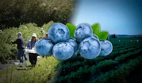El principal país de América Latina que exporta a España 1 millón de toneladas del 'oro azul', rica en antioxidantes