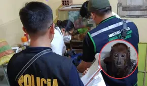 Caen 12 integrantes de ‘Los Depredadores del Oriente’ en Loreto: traficaban animales con permisos falsos