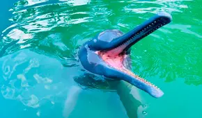 Falleció Huayrurín, el delfín rosado que hacía 'obras de arte' y conquistó Iquitos durante 19 años