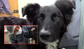 Jackson, el perro que salvó a su dueña de ser apuñalada por su expareja: sufrió heridas graves por defenderla