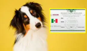 CURP para mascotas en México: conoce la fecha límite para tramitar este documento y evitar una multa de hasta 3.4000 pesos
