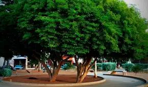 Este es el árbol con la madera más fuerte del mundo y está ubicado en América Latina: lleva siglos de antigüedad Este es el árbol con la madera más fuerte del mundo y está ubicado en América Latina: lleva siglos de antigüedad