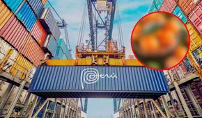 Perú vende más de 100.000 toneladas de estas frutas a los mercados internacionales: tienen vitamina C y se compra en Estados Unidos