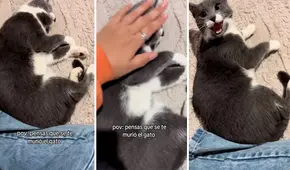 Joven pensó que su gato había muerto: estaba durmiendo y se enojó con su dueña por despertarlo