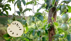 ¿Para qué sirven las hojas de guanábana? Descubre los usos populares de esta planta medicinal