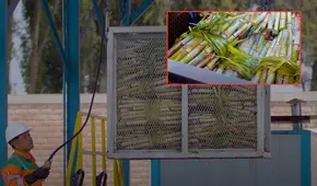 Etanol: el biocombustible peruano que quiere conquistar el transporte y la aviación del futuro