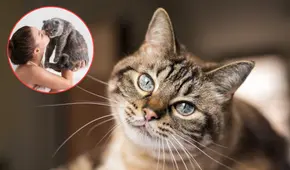 ¿Cómo elige un gato a su persona favorita? Claves para entender su comportamiento y señales de afecto