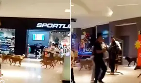 Captan a manada de perros paseando en centro comercial de Perú y en redes bromean: “Aprovechan el 2X1 en croquetas”