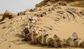 Las ballenas primitivas tenían pies y dedos, según fósiles hallados en un sitio paleontológico en el desierto del Sahara