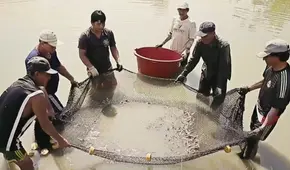 Ucayali: Produce otorga más de S/215.000 en créditos a acuicultores y pescadores artesanales