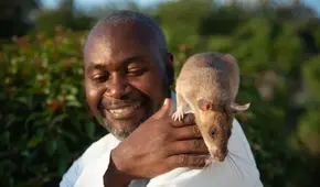 'Carolina', rata que salvó miles de vidas detectando casos de tuberculosis, se jubila tras más de seis años de servicio