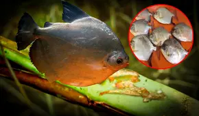 Científicos descubren un nuevo parásito que está atacando a unos peces muy consumidos en Perú