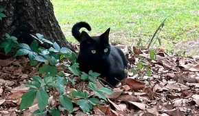 El gato de un científico se fue de cacería y ayudó a descubrir un misterioso virus nunca antes visto