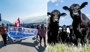 Bloqueo de mineros en Ocoña provoca muerte de reses por falta de agua y alimento