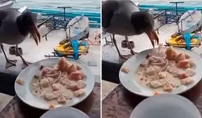 Captan a gaviota comiendo ceviche de un plato en el Callao y en redes bromean: “Le falta su chela”