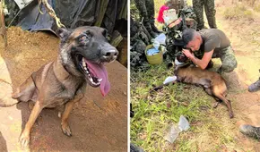 Perro salva la vida de 36 soldados y civiles de una explosión por mina en Colombia: animal militar perdió una pata